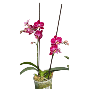 Orquídeas Planta