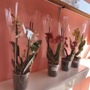 Orquídea Planta  40 cm